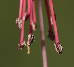 Fuchsia stamens
