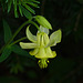Yellow Columbine / Aquilegia flavescens