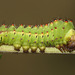 Tussore Silkmoth (Antheraea mylitta) caterpillar