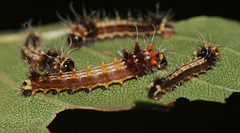 Emperor Gum moth (Opodiphthera eucalypti) caterpillars, 2nd instar
