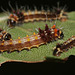 Emperor Gum moth (Opodiphthera eucalypti) caterpillars, 2nd instar