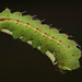 Tussore Silkmoth (Antheraea mylitta) caterpillar