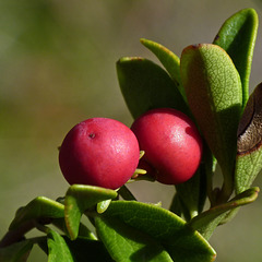 Bearberry / Arctostaphylos uva-ursi