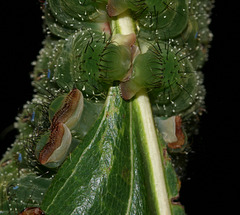 Antheraea frithi caterpillar prolegs
