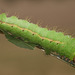 Chinese Oak Silkmoth (Antheraea pernyi) caterpillar, final instar