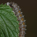 Painted Lady (Cynthia cardui) caterpillar