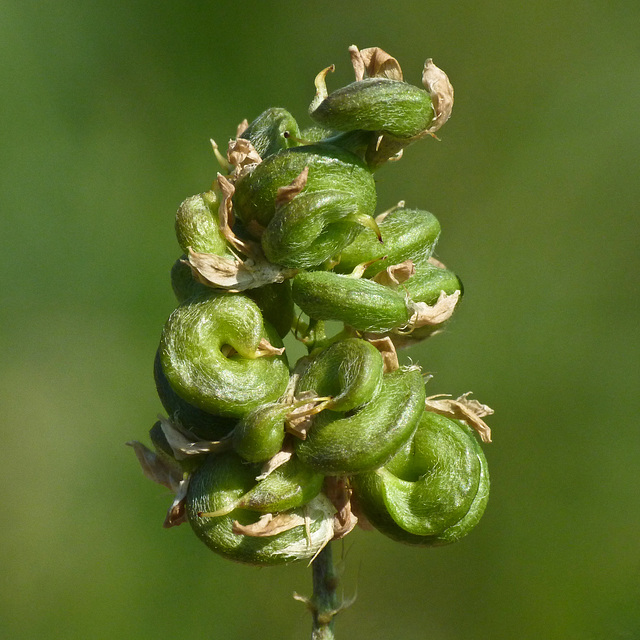 Alfalfa seedpods / Medicago sativa L.