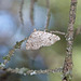 Little moth of the forest