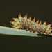 African moon moth (Argema mimosae) caterpillar, second instar