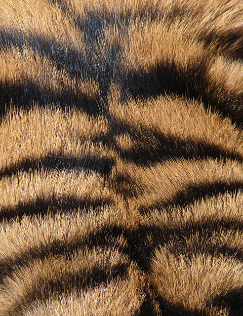 Forehead of an endangered Siberian Tiger