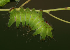 African moon moth (Argema mimosae) caterpillar, fourth instar