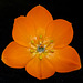 Orange Star / Ornithogalum dubium