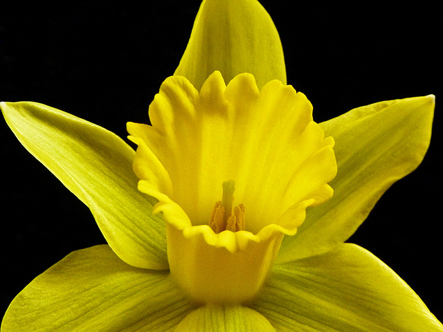 April is Canadian Cancer Society’s Daffodil Month
