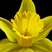 April is Canadian Cancer Society’s Daffodil Month