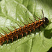 Silver Washed Fritillary (Argynnis paphia) caterpillar