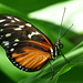 Tiger Longwing / Heliconius hecale