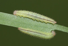 Marbled White (Melanargia galathea) caterpillars