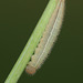 Marbled White (Melanargia galathea) caterpillar