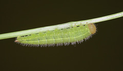 Marbled White (Melanargia galathea) caterpillar