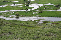 Meanders in flood