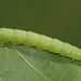 Zena Hawkmoth (Langia zenzeroides) caterpillar