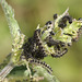 Small Tortoiseshell (Aglais urticae) caterpillars