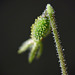 Tiny Twinflower seedpod