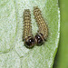 Tree of Heaven silkmoth (Samia cynthia parisiensis) caterpillars, 1st instar