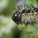 Small Tortoiseshell (Aglais urticae) caterpillar