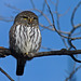 Northern Pygmy-owl / Glaucidium gnoma