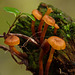 Tiny orange mushrooms