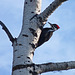 Pileated Woodpecker / Dryocopus pileatus