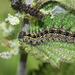 Small Tortoiseshell (Aglais urticae) caterpillar