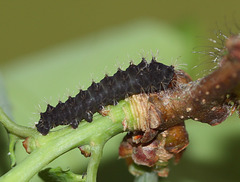 Chinese Oak Silkmoth (Antheraea pernyi) caterpillar, 1st instar
