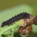 Chinese Oak Silkmoth (Antheraea pernyi) caterpillar, 1st instar