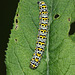 Mullein moth (Cucullia verbasci) caterpillar