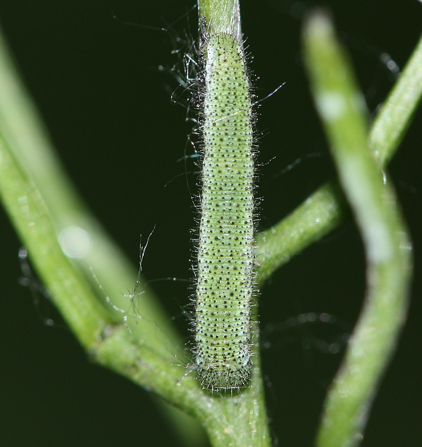 Orange Tip (Anthocharis cardamines) caterpillar