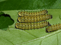 Tree of Heaven silkmoth (Samia cynthia parisensis) caterpillars, 2nd instar I think
