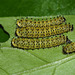 Tree of Heaven silkmoth (Samia cynthia parisensis) caterpillars, 2nd instar I think