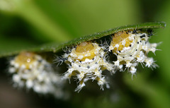 Tree of Heaven silkmoth (Samia cynthia parisiensis) caterpillars, 3rd instar I think