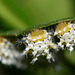 Tree of Heaven silkmoth (Samia cynthia parisiensis) caterpillars, 3rd instar I think