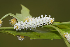 Tree of Heaven silkmoth (Samia cynthia parisiensis) caterpillars, 4th instar I think.