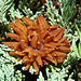 Cedar Apple Rust Fungus on Juniper