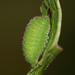 Small Copper (Lycaena phlaeas) caterpillar