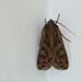 Moth of Alberta