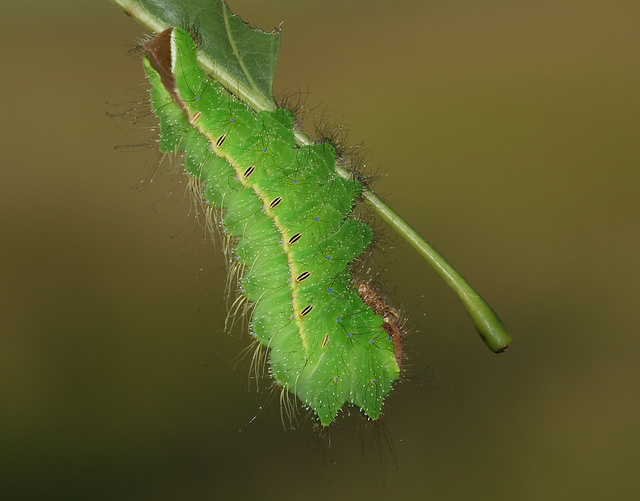 Chinese Oak Silkmoth (Antheraea pernyi) caterpillar, 5th instar