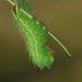 Chinese Oak Silkmoth (Antheraea pernyi) caterpillar, 5th instar