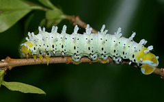 Tree of Heaven silkmoth (Samia cynthia parisiensis) caterpillar, 5th instar