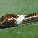 Tiger Swallowtail (Papilio glaucus) caterpillar, 2nd instar