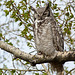Momma Great Horned Owl